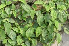 Boehmeria macrophylla